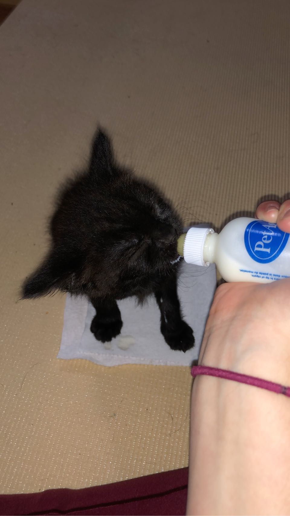 Bottle Feeding